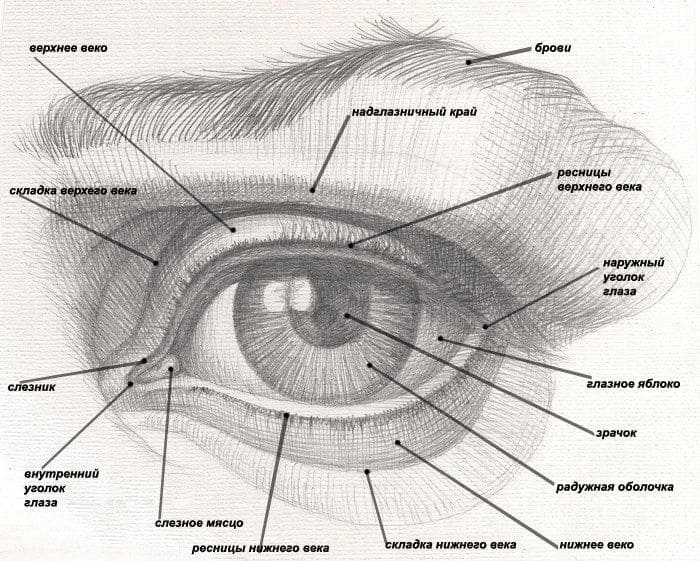 Աչքի կառուցվածքին նայել կենսաբանական տեսանկյունից